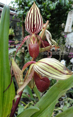 Paphiopedilum Taiwan Tiger