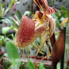 Paphiopedilum Roberto Agnes