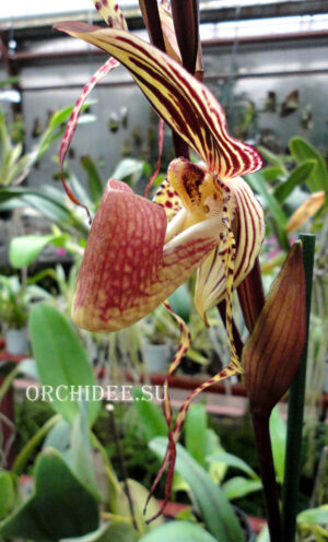 Paphiopedilum Roberto Agnes