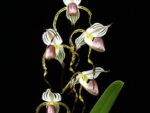 Paphiopedilum stonei Bear x sib