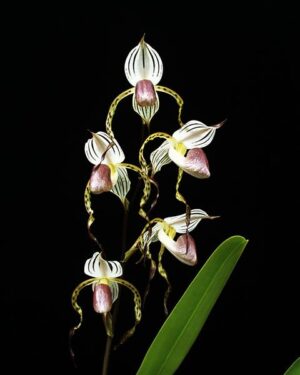 Paphiopedilum stonei Bear x sib