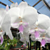 Phalaenopsis PH 260 OX Honey Moon ‘OX1677’ Big Lip