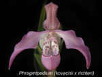 Phragmipedium Peruflora's Angel