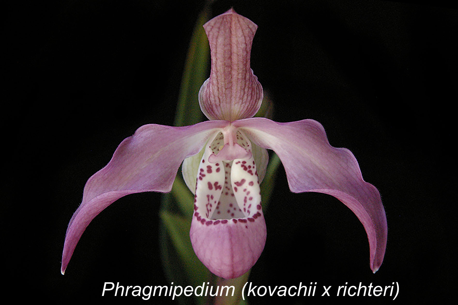 Phragmipedium Peruflora's Angel