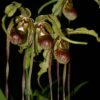 Phragmipedium humboldii