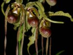 Phragmipedium humboldii