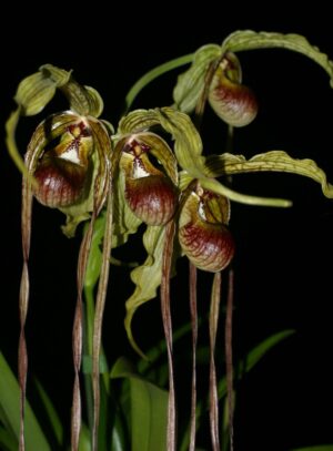 Phragmipedium humboldii