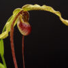 phragmipediumhumboldii1