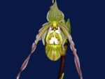 Phragmipedium pearcei
