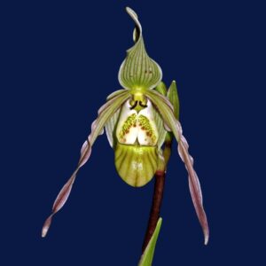 Phragmipedium pearcei