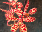 Renanthera monachica