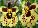 Tolumnia Jairak Flyer ' Brown spot"