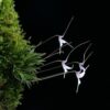 Trisetella hoeijeri