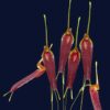 trisetella_andreettae