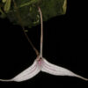 trisetella_hoeijeri