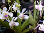 Vanda lilacina