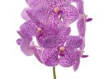 Vanda Sunanda Pink Sprinkles