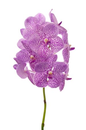 Vanda Sunanda Pink Sprinkles