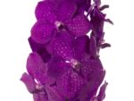 Vanda Tayanee Maxi Cerise