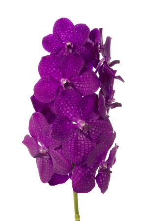 Vanda Tayanee Maxi Cerise