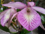 Brassolaelia Morning Glory x Brassavola nodosa