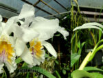 Cattleya mossiae var. reineckeana