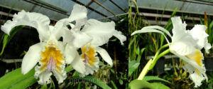 Cattleya mossiae var. reineckeana