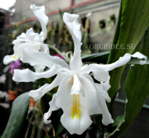 Coelogyne cristata var. citrina