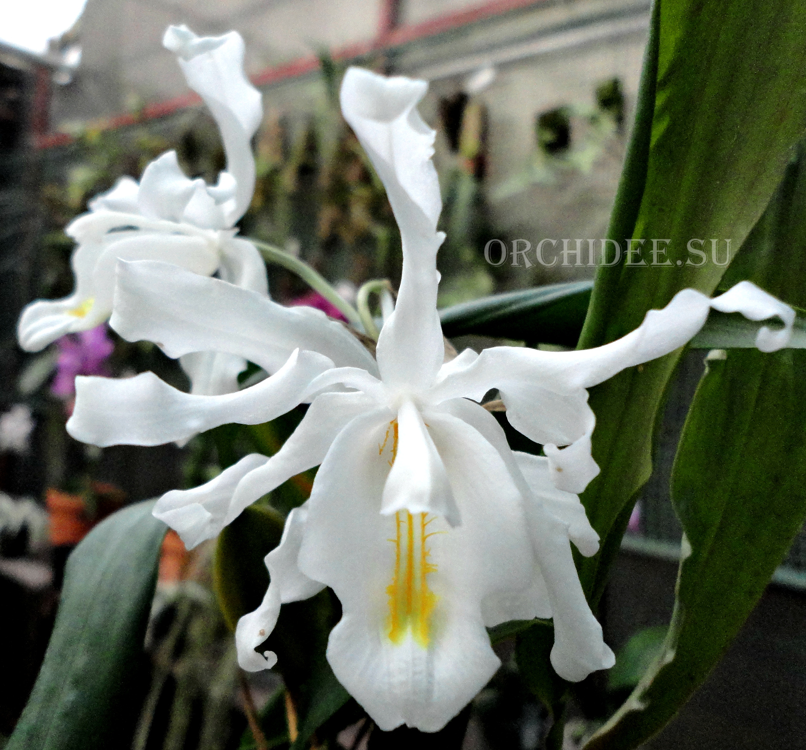 Coelogyne cristata var. citrina