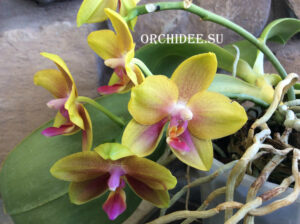 Doritaenopsis Sogo Meili x Phalaenopsis Ld's Bear Queen