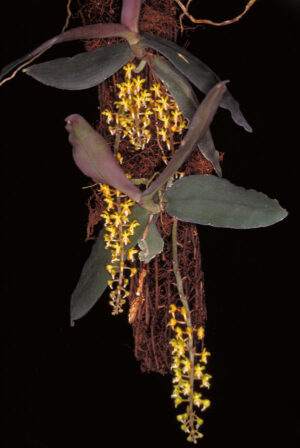 Maleola baliensis