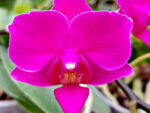 Phalaenopsis PH 261 Deco