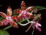 Phalaenopsis bastianii