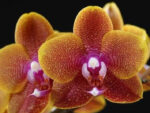Phalaenopsis Sogo Lawrence