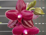 Phalaenopsis Sogo Relex "Sogo F1671"