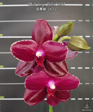 Phalaenopsis Sogo Relex "Sogo F1671"