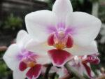Phalaenopsis PHM 139 Mexico City