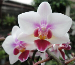 Phalaenopsis PHM 139 Mexico City