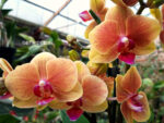 Phalaenopsis PHM 140 Grazia