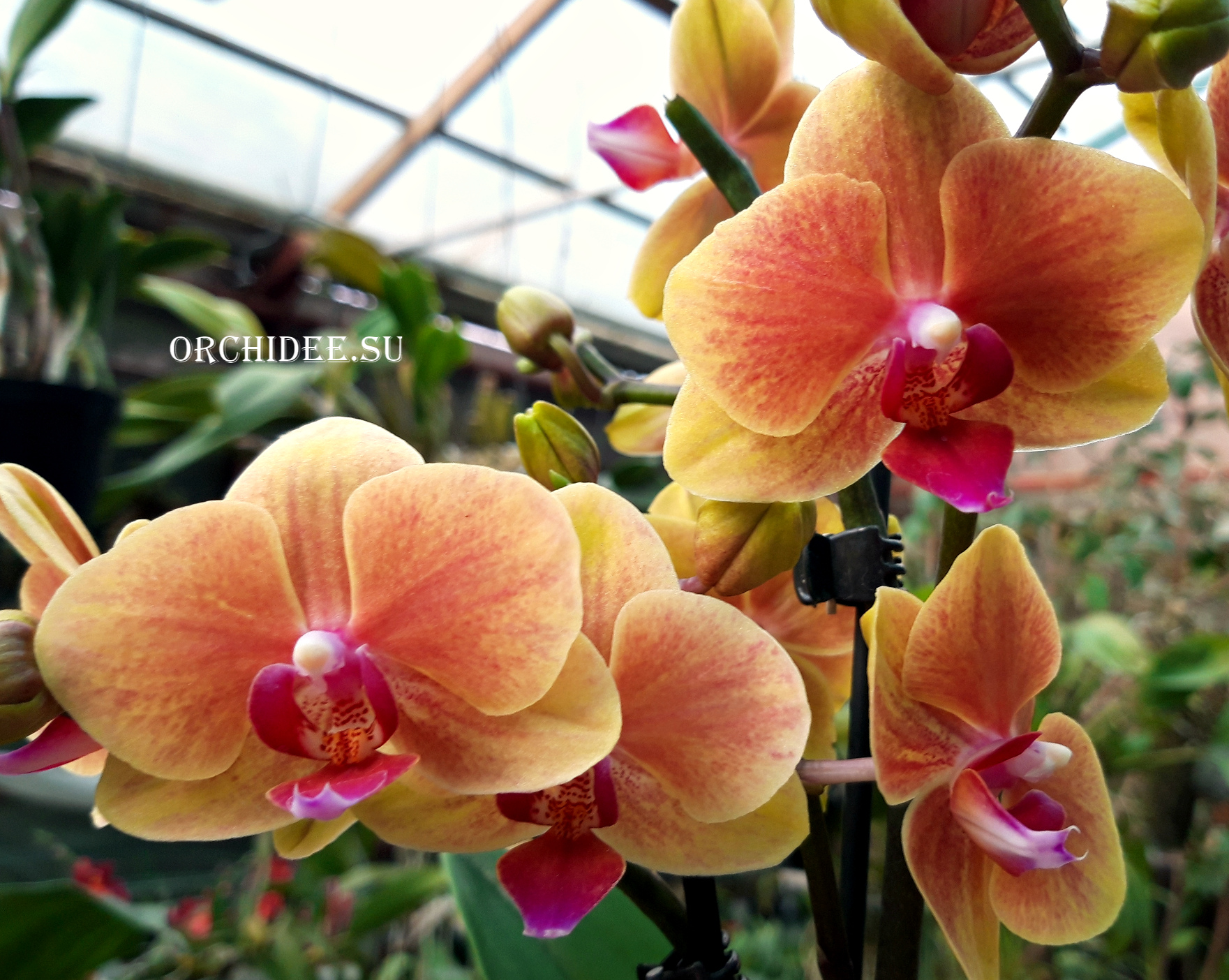 Phalaenopsis PHM 140 Grazia