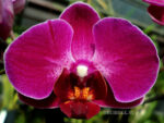 Phalaenopsis PHM 145 Anthura Morelia