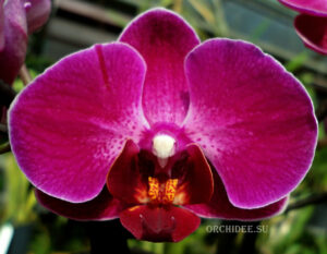 Phalaenopsis PHM 145 Anthura Morelia