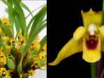Maxillaria variabilis yellow