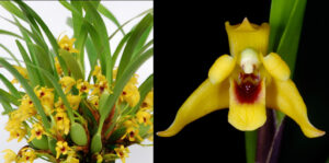 Maxillaria variabilis yellow