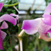Aerides crassifolia