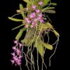 aerid_crassifolia