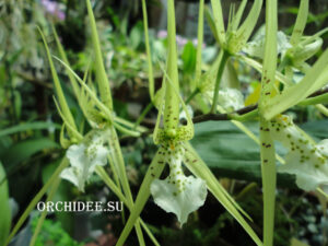 Brassia verrucosa