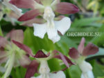 Calanthe discolor