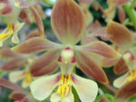 Calanthe Kozu Spice Hybrids 'Hazel'
