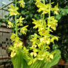 calan_kozu_yellow